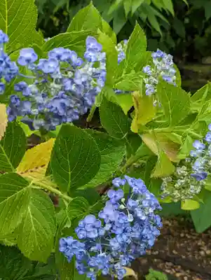 法金剛院(京都府)