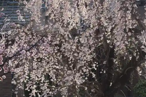 熊野福藏神社の自然
