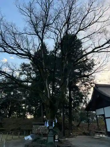 武田神社の自然