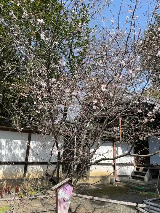平野神社(京都府)