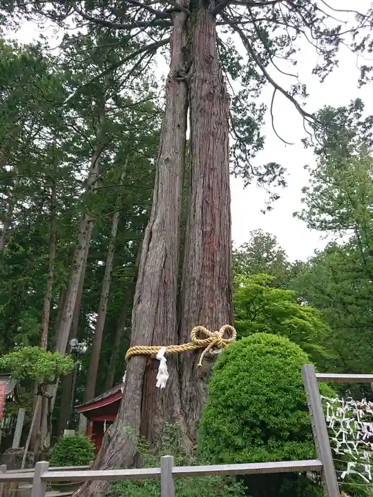 北口本宮冨士浅間神社の自然