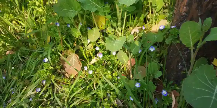 平野神社の御朱印
