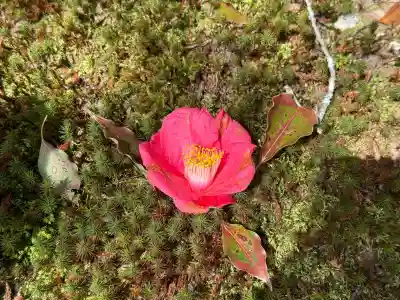 霊鑑寺門跡(京都府)