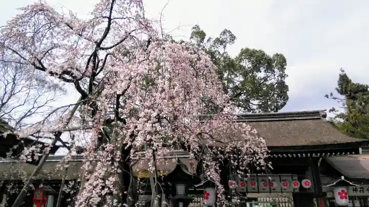 平野神社の自然