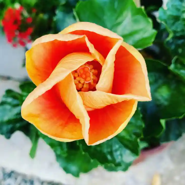 豊景神社の自然