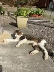 玉野御嶽神社の動物