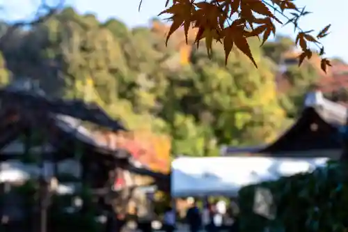 賀茂別雷神社（上賀茂神社）(京都府)