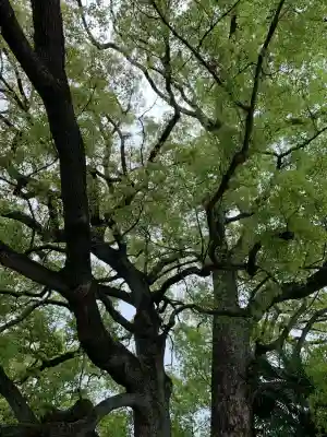 照明寺　(反町薬師尊)(群馬県)