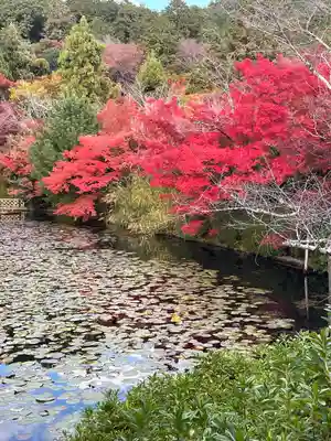 龍安寺(京都府)