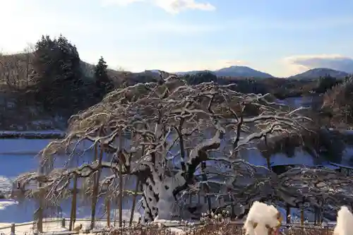 瀧桜神明宮の自然