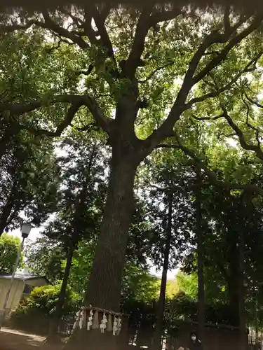 星川杉山神社の自然