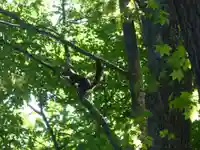 留辺蘂神社の動物