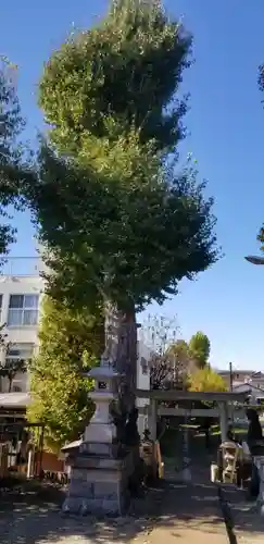 愛宕神社の自然