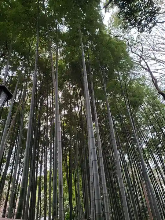 大宮八幡宮の自然