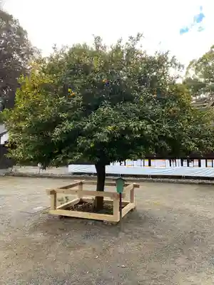 平野神社(京都府)