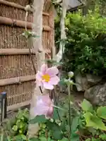 沙沙貴神社の自然