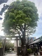 麻布氷川神社(東京都)