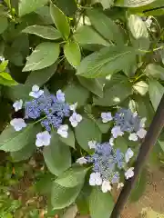 白龍神社の自然