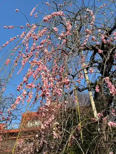 牛天神北野神社の自然