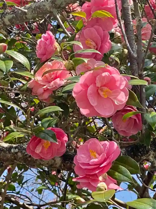 霊鑑寺門跡の自然