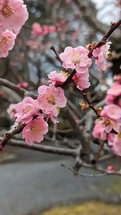 真正極楽寺(真如堂)(京都府)