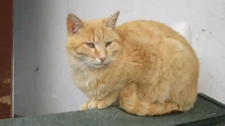 御誕生寺(猫寺)の動物