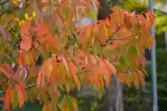 阿邪訶根神社の自然