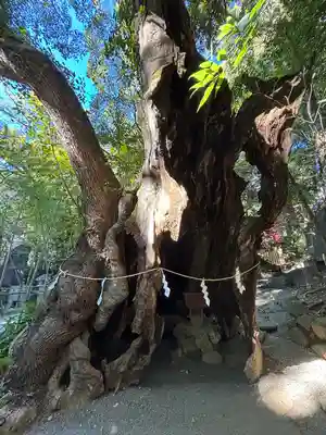 來宮神社(静岡県)