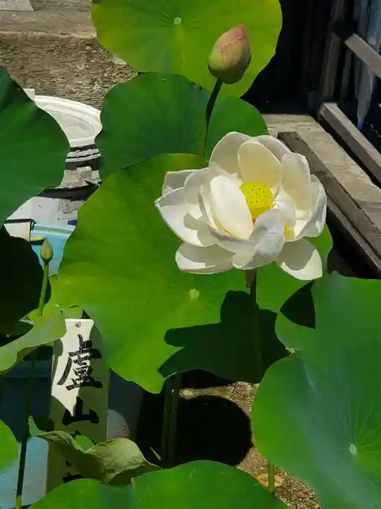 善導寺(福島県)