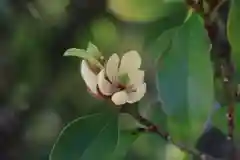 阿邪訶根神社の自然