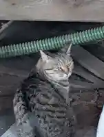 白幡八幡神社(神奈川県)