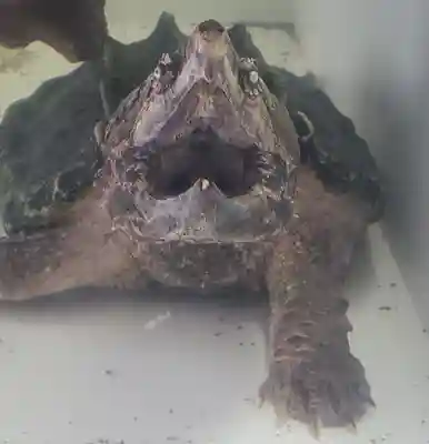 鑁阿寺(栃木県)