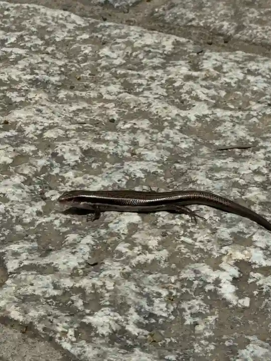 武蔵一宮氷川神社の{uncategorized: "未分類", other: "その他", undefined: "問題あり", building: "その他建物", grave: "お墓", sacred_gate: "鳥居", guardian: "狛犬", statue: "像", buddha: "仏像", history: "歴史", nature: "自然", garden: "庭園", animal: "動物", pagoda: "塔", temizu: "手水舎", mountain_gate: "山門・神門", sanctuary: "本殿・本堂", subordinate: "末社・摂社", art: "芸術", scenery: "景色", jizo: "地蔵", ema: "絵馬", goshuin: "御朱印", omikuji: "おみくじ", items: "授与品その他", amulet: "お守り", goshuincho: "御朱印帳", eats: "食事", festival: "お祭り", votive_dance: "神楽", shichigosan: "七五三参", wedding: "結婚式", experience: "体験その他", initially: "初詣", around: "周辺", anti_infection: "感染症対策"}