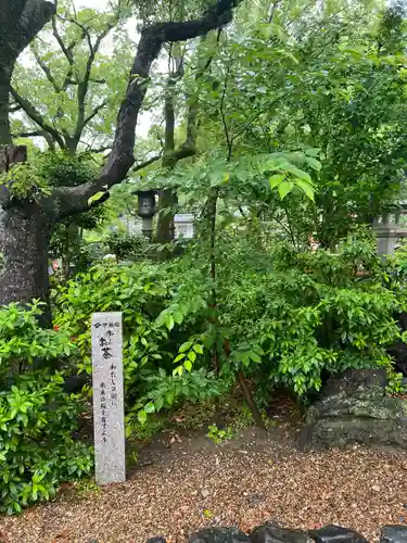 八坂神社(祇園さん)の自然