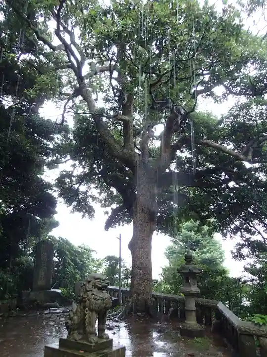甘縄神明神社(甘縄神明宮)の狛犬
