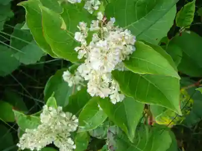 冨士山小御嶽神社の自然
