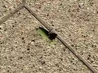 日長神社(愛知県)