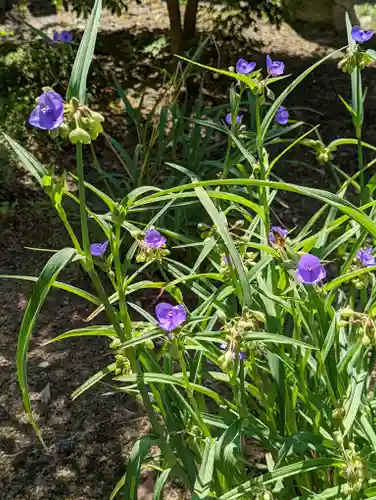 くろ谷 金戒光明寺の自然