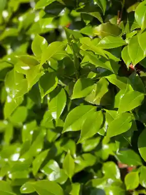 五井山 妙善院の自然