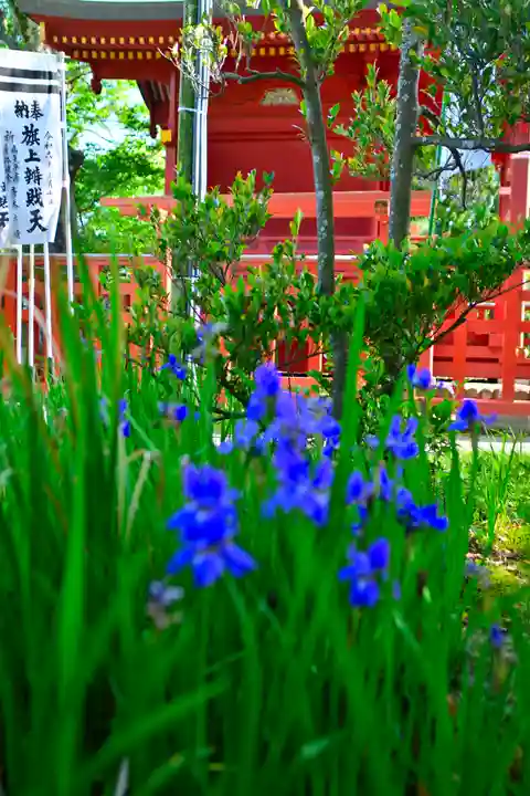 鶴岡八幡宮の自然