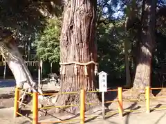 息栖神社の自然