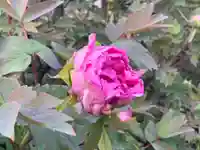 埼玉厄除け開運大師・龍泉寺(切り絵御朱印発祥の寺)の自然