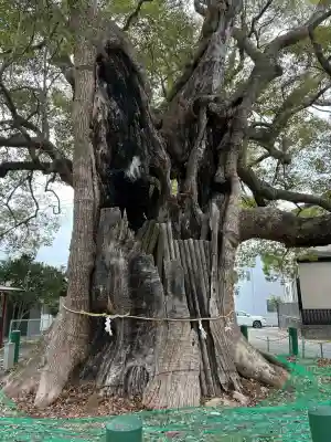 八幡宮の{uncategorized: "未分類", other: "その他", undefined: "問題あり", building: "その他建物", grave: "お墓", sacred_gate: "鳥居", guardian: "狛犬", statue: "像", buddha: "仏像", history: "歴史", nature: "自然", garden: "庭園", animal: "動物", pagoda: "塔", temizu: "手水舎", mountain_gate: "山門・神門", sanctuary: "本殿・本堂", subordinate: "末社・摂社", art: "芸術", scenery: "景色", jizo: "地蔵", ema: "絵馬", goshuin: "御朱印", omikuji: "おみくじ", items: "授与品その他", amulet: "お守り", goshuincho: "御朱印帳", eats: "食事", festival: "お祭り", votive_dance: "神楽", shichigosan: "七五三参", wedding: "結婚式", experience: "体験その他", initially: "初詣", around: "周辺", anti_infection: "感染症対策"}