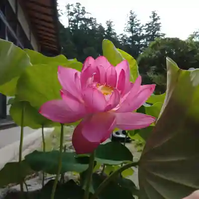 日蓮宗 総本山 塔頭 定林坊(じょうりんぼう)の自然