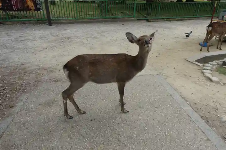 春日大社の動物