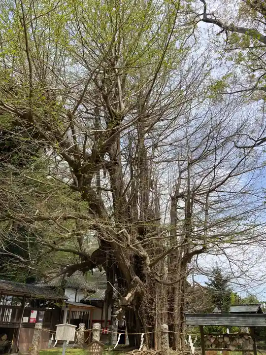 野木神社(栃木県)