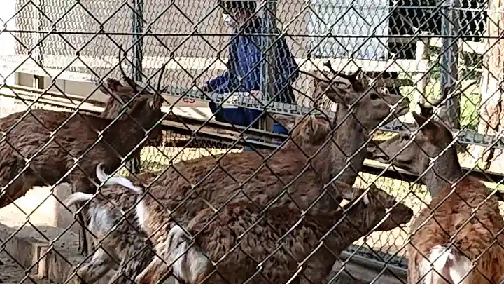 鹿島神宮の動物