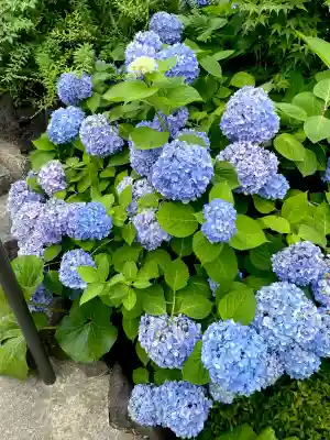 鎮守氷川神社(埼玉県)