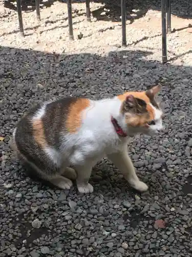 愛宕神社の動物