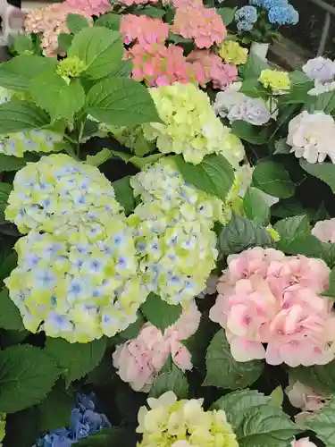 岡寺（龍蓋寺）(奈良県)